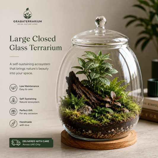 Large Closed Glass Terrarium